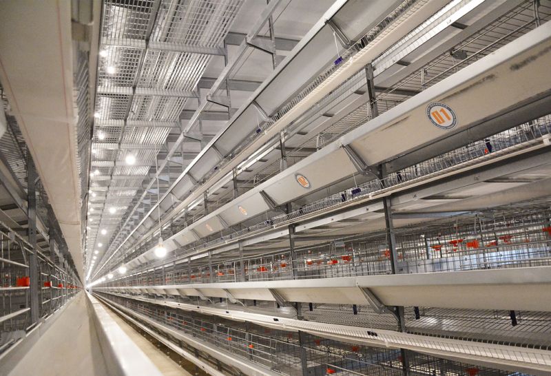 利用自動(dòng)化養(yǎng)雞設(shè)備的養(yǎng)殖場(chǎng)如何防疫？